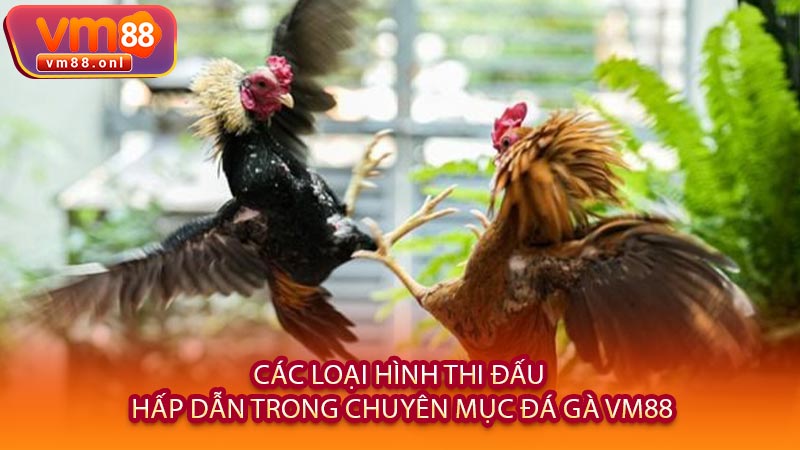 Các Loại Hình Thi Đấu Hấp Dẫn Trong Chuyên Mục đá gà VM88