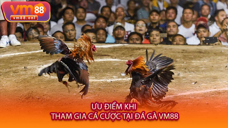 Ưu Điểm Khi Tham Gia Cá Cược Tại Đá Gà VM88